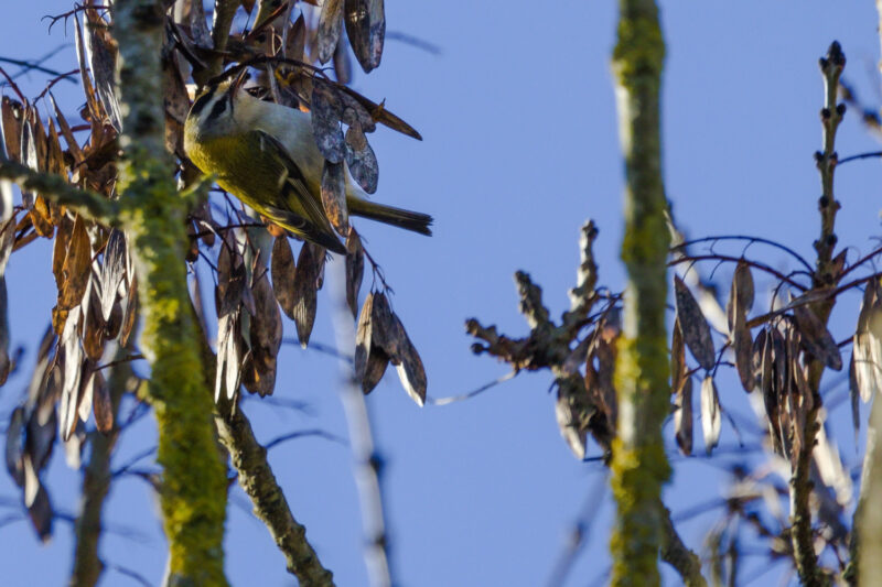 Roitelet à triple bandeau